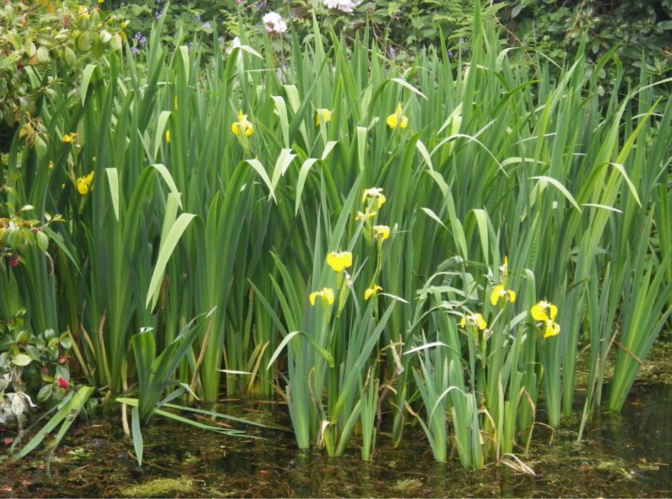 Kosaciec zolty sadzonka