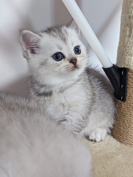 Шотландские прямоухие котята