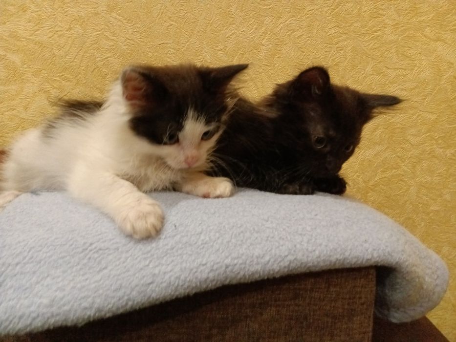 Шикарнючі котики шукають дім!