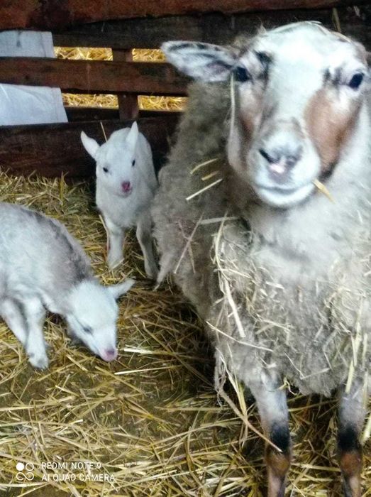 Продам баранов оптом