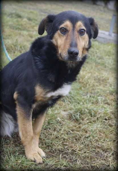 Miko - średni pies szuka domku z ogrodem