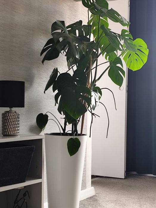 Monstera 120 cm.