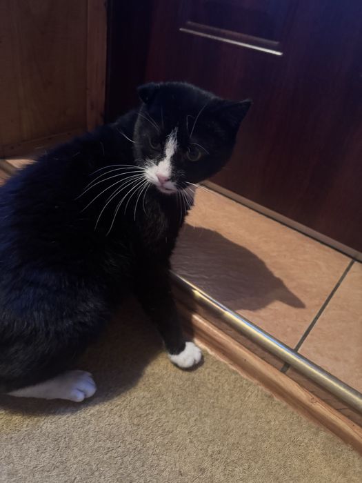 Oddam kota dorosłego