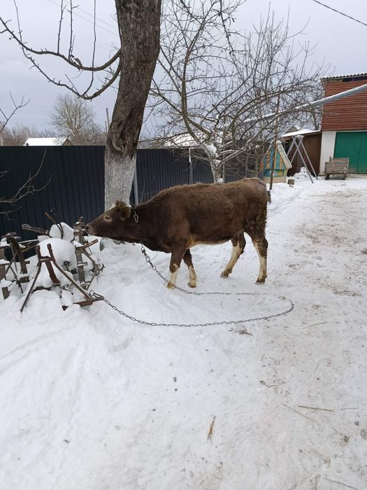 Продам хорошу молоду тільну корову а також телицю.