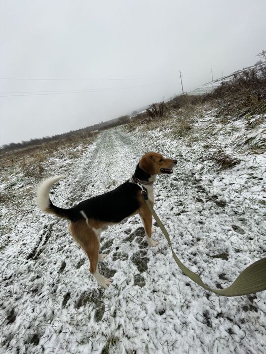 Вязка естонська гонча