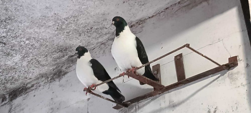 Gołębie strasery parki 2024r.