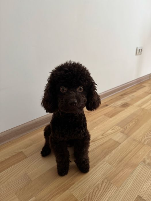 Шоколадний той-пудель  на в'язку