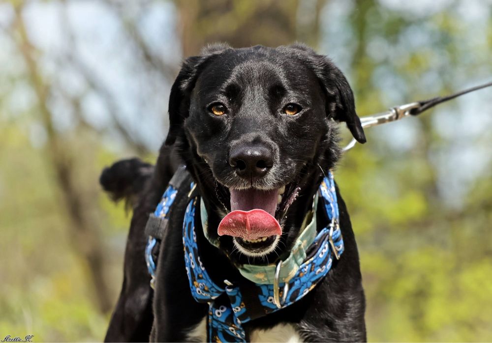 Oddany do schroniska Mailo szuka domku