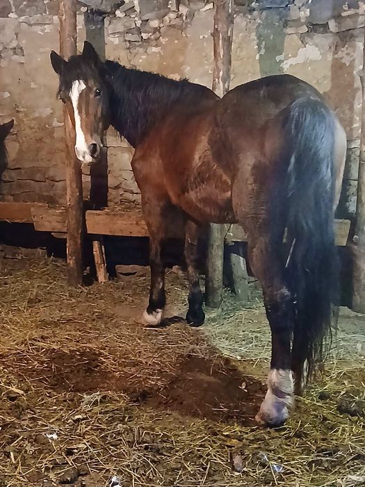 Продається кобила