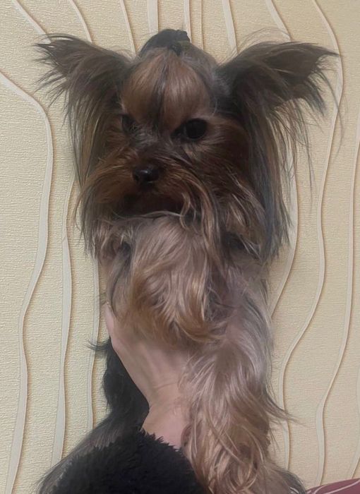 Йокширський терьер