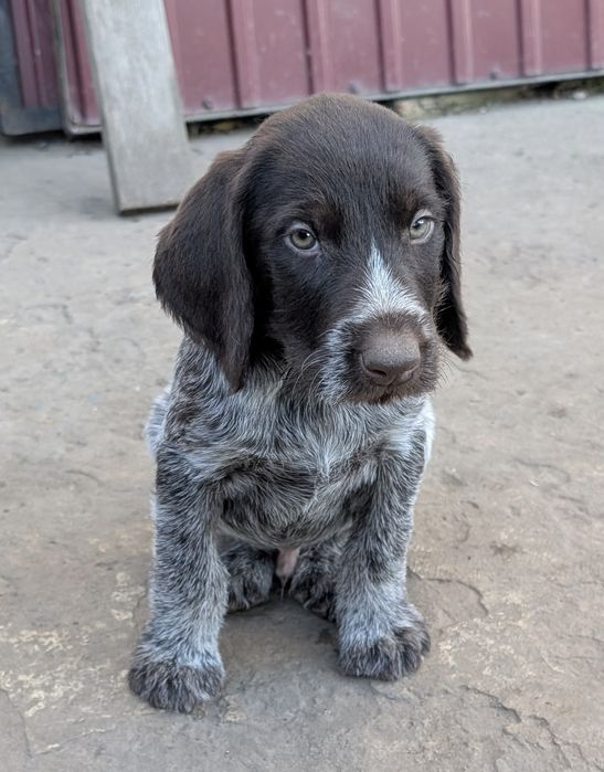 Цуценята Дратхаара