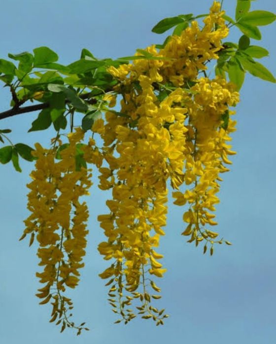 Бобовник альпійський Пендулум (жёлтый)1+1=3