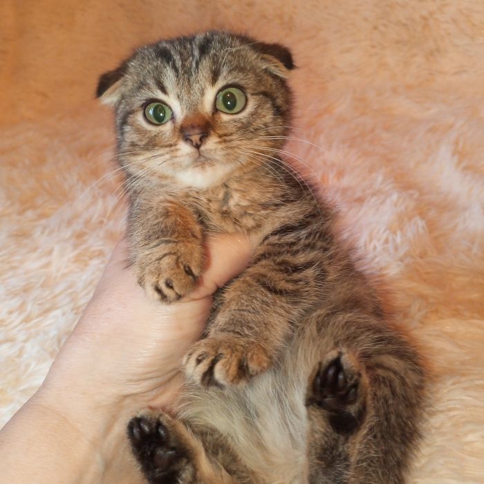 Котик скотіш фолд(вісловухий)
