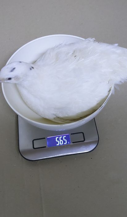 Техаский перепел важка лінія ( Європа) читайте опис