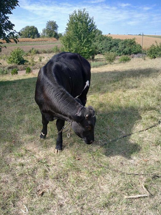 продам телицю  і дві телички