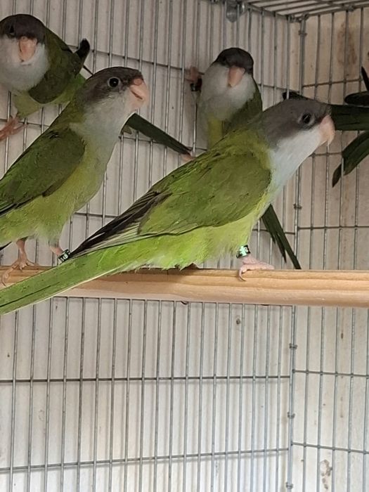 Casais periquito aymara