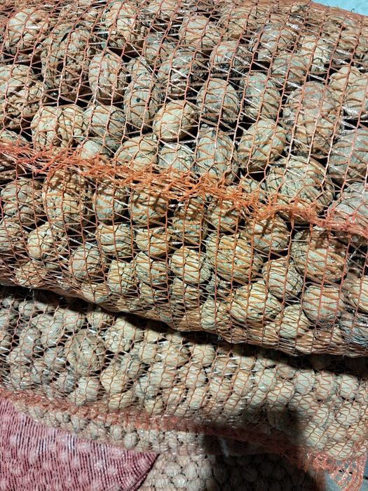 Orzechy włoskie całe