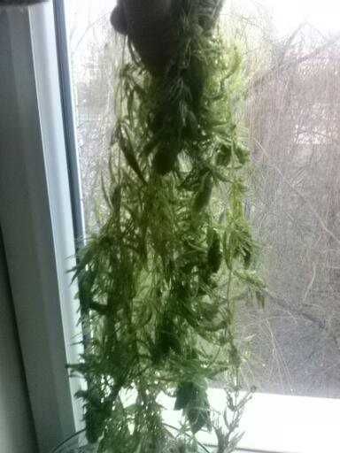 Rogatek roślina akwariowa możliwa wysyłka