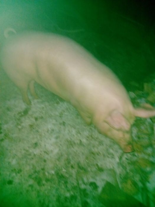 Продам ремку,свинку на свиноматку  мати f1