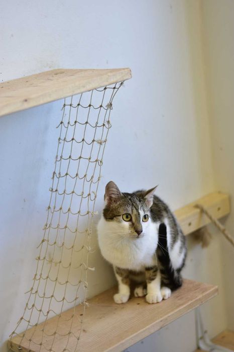 Fiołek - młody, energiczny koci odkrywca do adopcji!