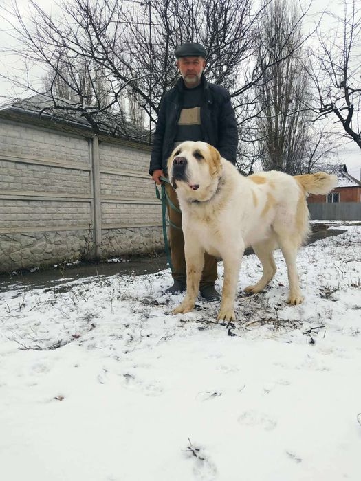 Среднеазиатская овчарка  Алабай