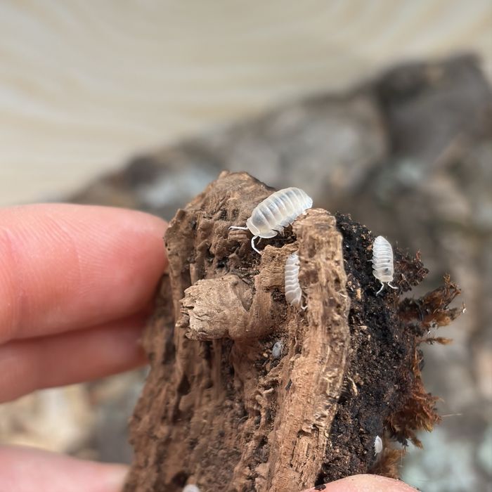 Isopody Cubaris murina Glacier równonogi, ekipa sprzatajaca terrarium