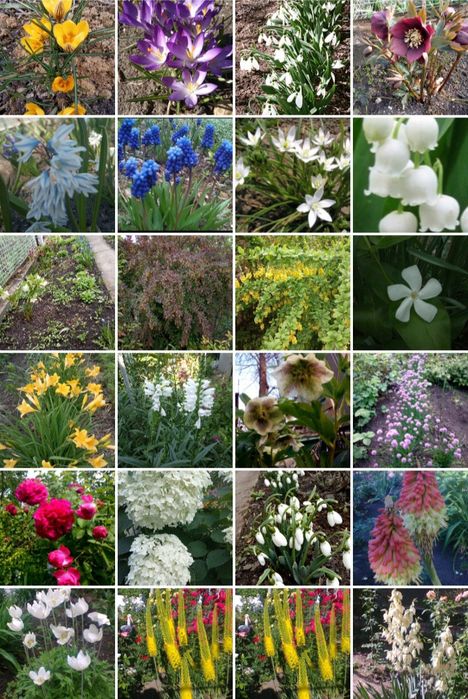 Бадан,гортензия Анабель, юкка