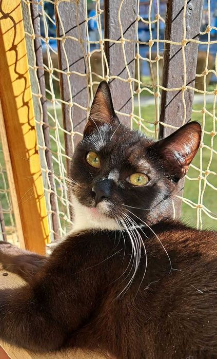 Przytulak na pełen etat! Błystek czeka na ludzi którzy go pokochają!