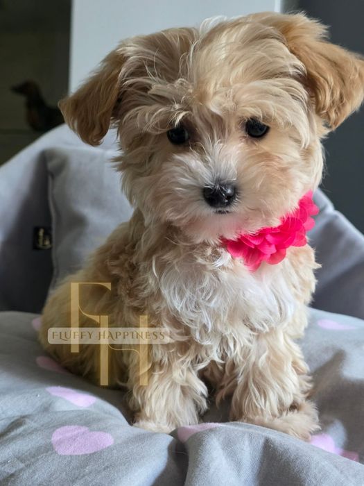 Cudowna Sunia**Maltipoo **