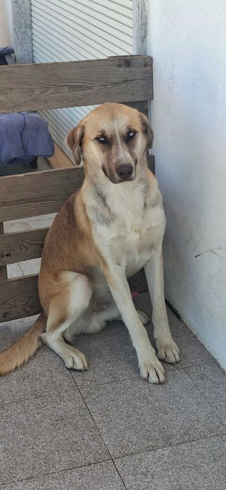 Dois cachorros dóceis encontrados e disponíveis para uma boa adoção.