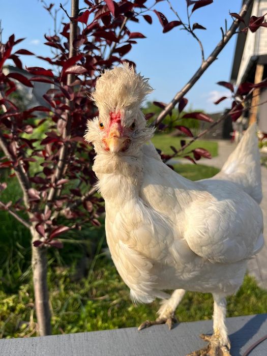 Павлівська біла кури пара