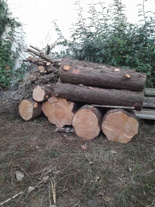 Venda de troncos de cedro seco