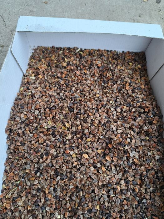 Gryka nasiona sprzedam