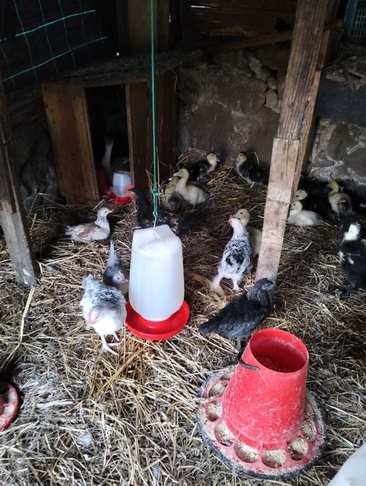 Patos mudos e garnizos