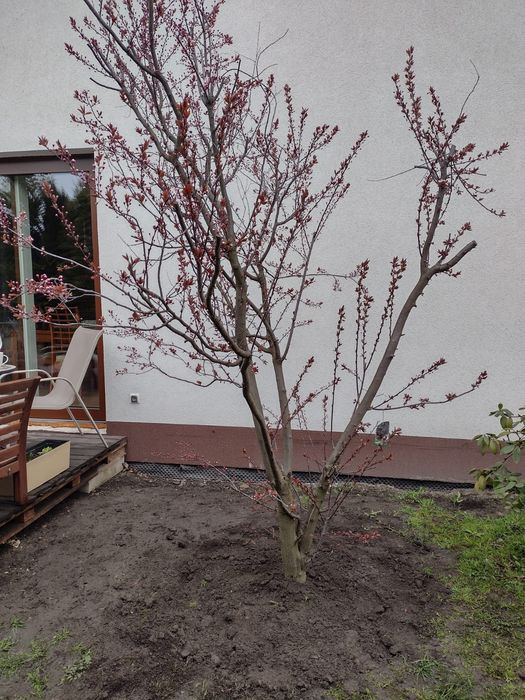 Nasadzenia drzew krzew " zastepcze " w ogrodzie Ogrodnik wycinka fvat