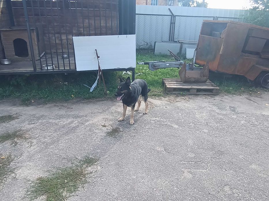 Piesek do adopcji