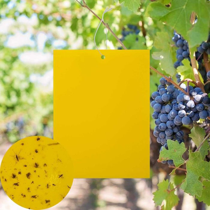 20x Mocne żółte lepy do doniczek ziemiórki na mszyce 10x15cm