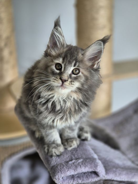 Kotka maine coon niebieska