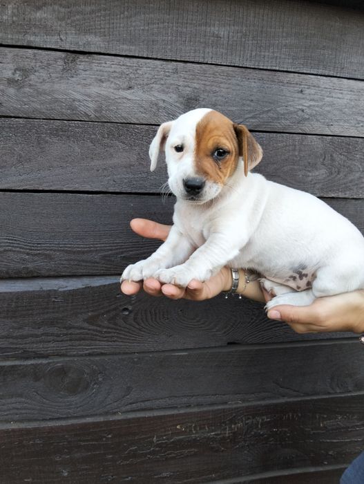 Jack Russell Terrier szczeniaki