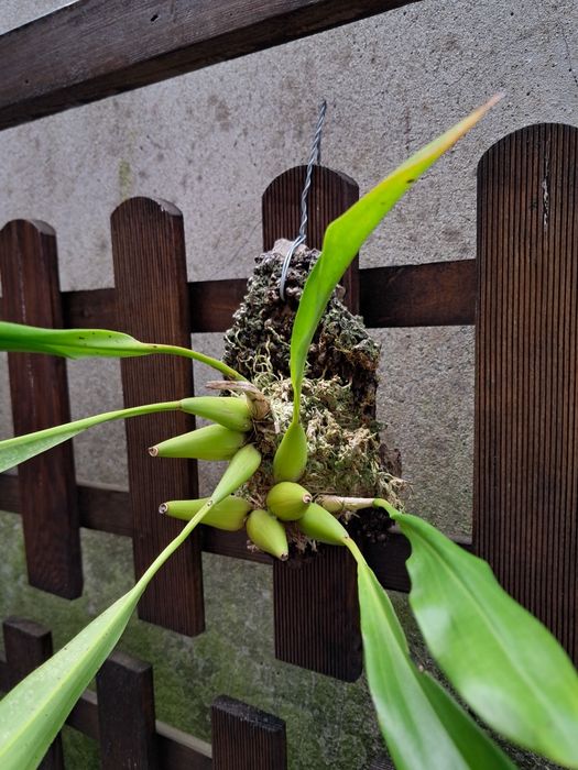 Dendrochilum pangasinanense - Orquídea montada