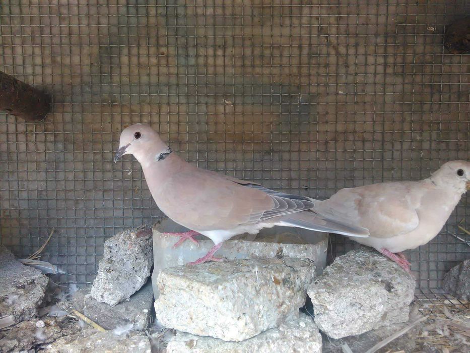 Rolas mansas adultas