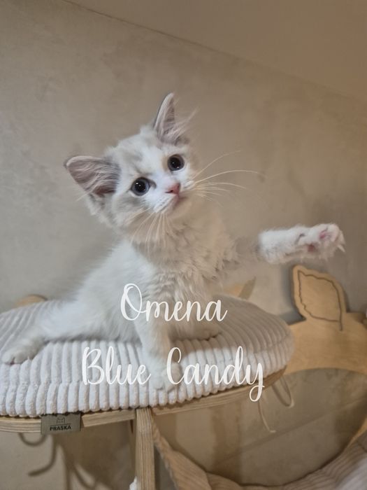 Kotka Ragdoll Omena Blue Candy Pl FPL Warszawa