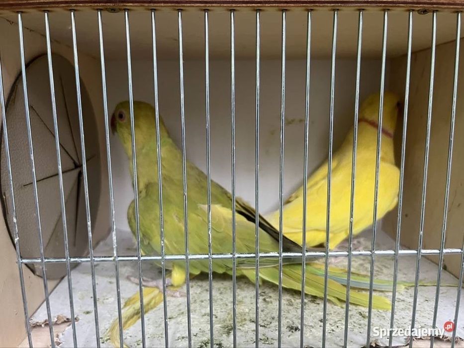 Aleksandretty obrozna para z