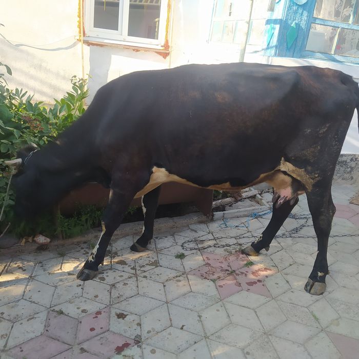 Порода Британська Голштинка первістка