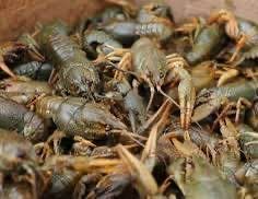 Раки живі та варені є відправка