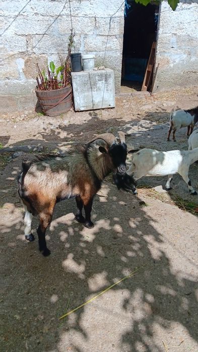 Cabrito com dois anos