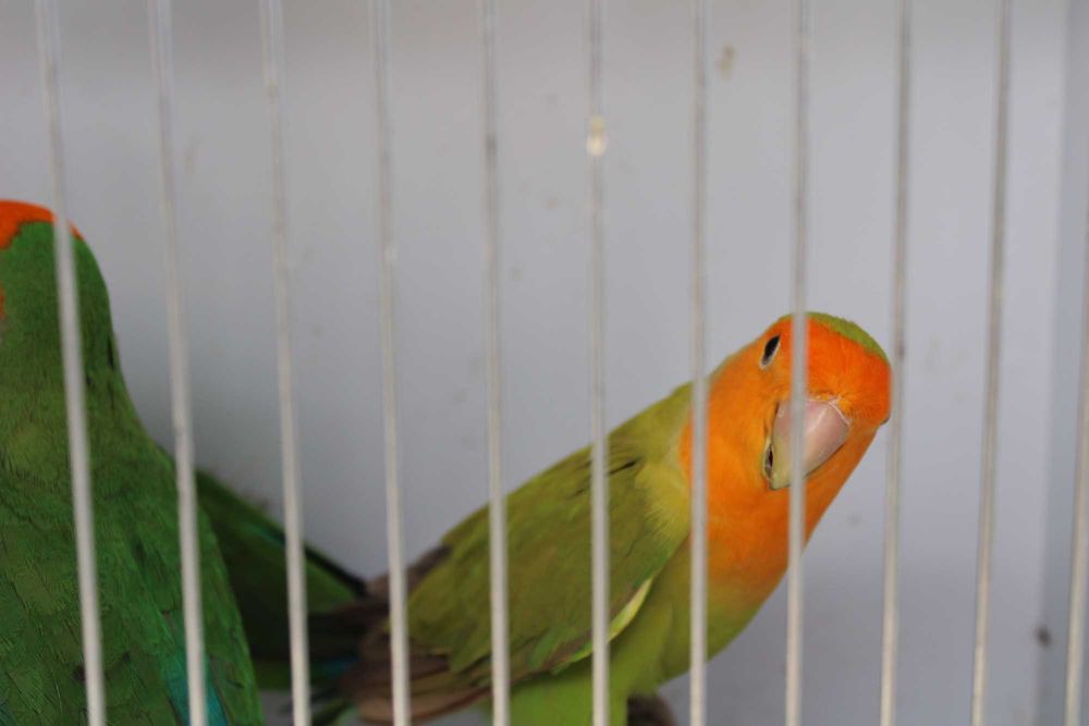 Agapornis roseicollis longfeather