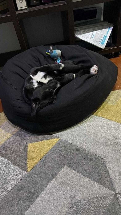 dá-se boder collie de 8 meses com vacinas e chip.