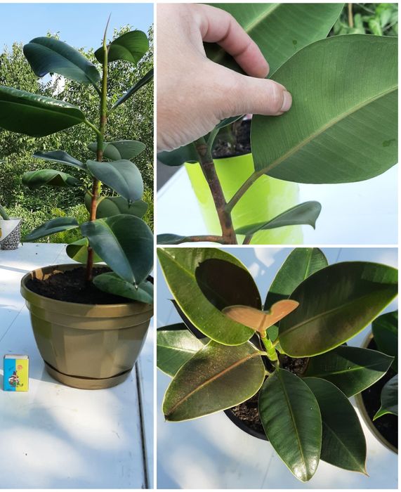 кімнатні рослини квіти/цветы