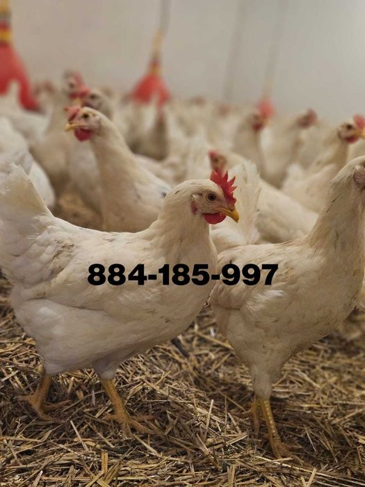 Młode nioski odchowane Tintet Sendi Leghorn z jajkiem